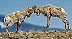 Koç beyinleri sarsıntıdan ne kadar etkilenir?