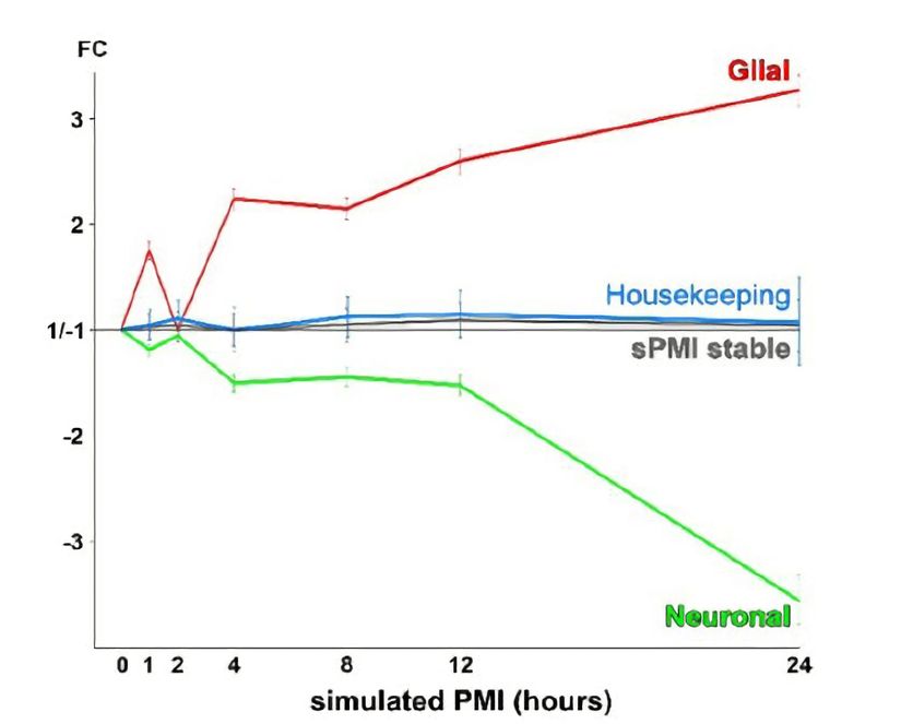 Fig.3 - Zamanla nöronal gen anlatımının azalışı ve glial gen anlatımının artışı