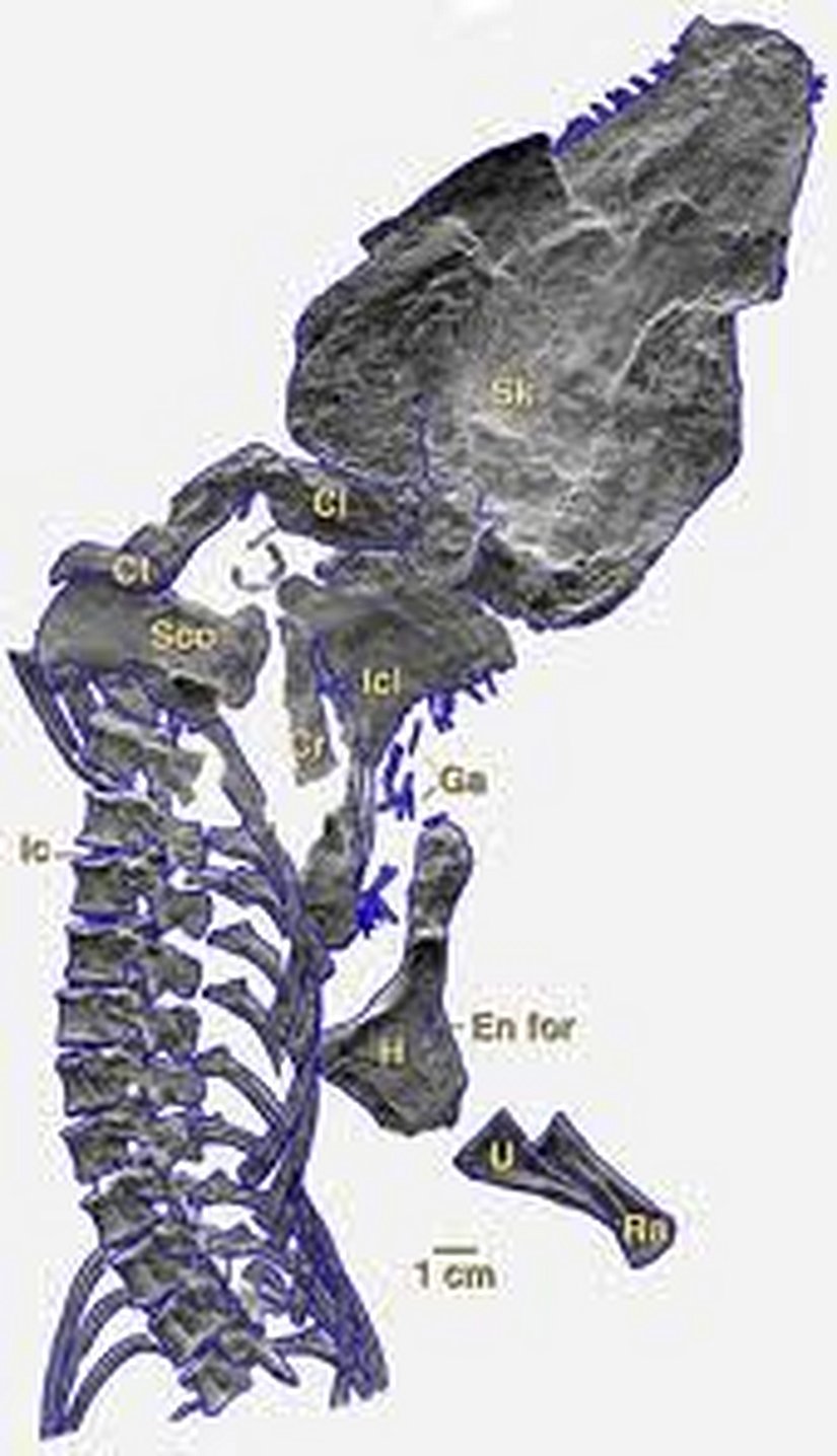 Solenodonsaurus (Fosil)