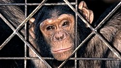 Şempanzeler Yasal Olarak "Birey" (Gerçek Kişi) Olarak Kabul Edilebilir mi? Bir Mahkeme, Cevabın "Hayır" Olduğuna Kanaat Getirdi!