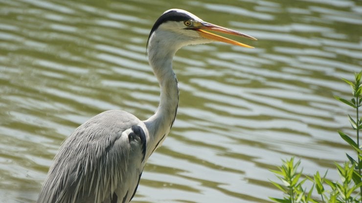 Gri balıkçıl (Ardea cinerea)