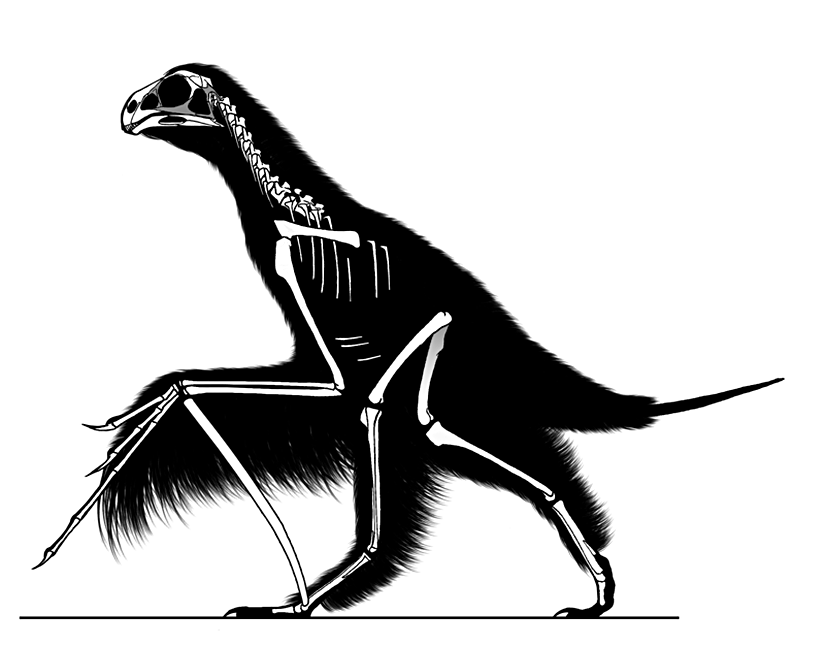 2015 yılında çıkarılmış Yi qi fosilinin iskelet diyagramı