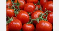 Moldova begins exporting tomatoes to the EU