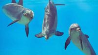 Google’s New AI Model Helps Humans Communicate with Dolphins | AIM Media House