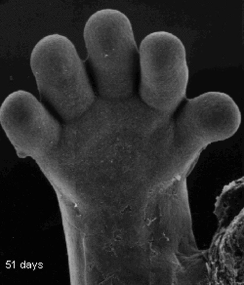 Ana rahmindeki gelişimin 51. günündeki bir bebeğin parmakları...