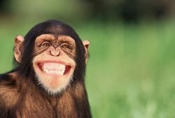 Hayvanlar gıdıklanır mı?