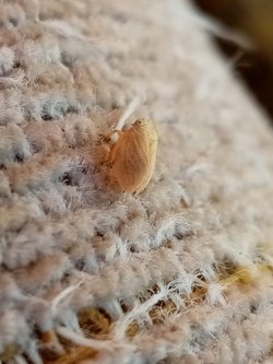 Bu canlının türü nedir?