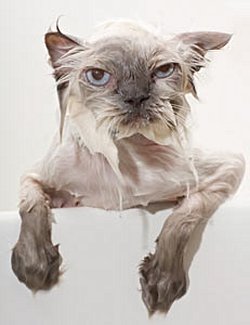 Kediler, öpme, sevilme, okşanma gibi eylemleri nasıl yorumluyor olabilir? Kedimi öptüğüm zaman onu sevdiğimi anlıyor mu?