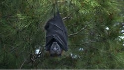 Memelilerde ilk kez böyle bir çiftleşme türünün keşfi