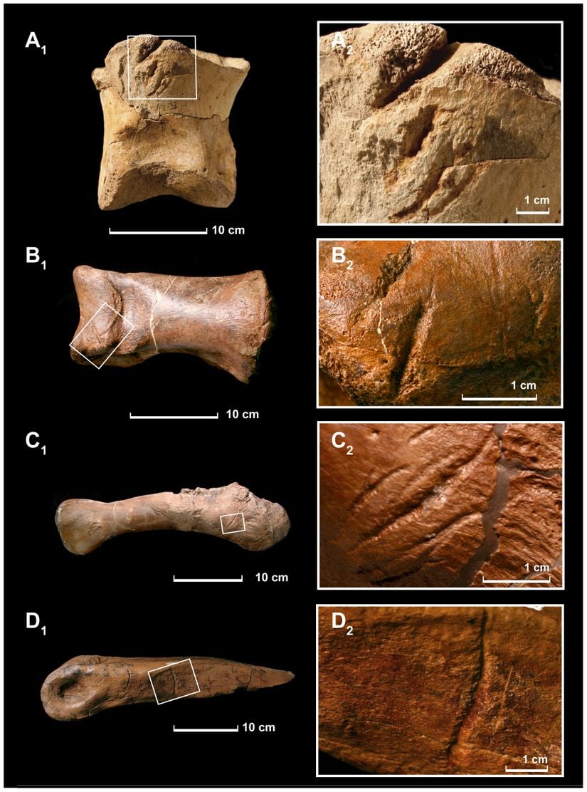 Tyrannosaurus rex tarafından yapıldığı düşünülen diş izlerini taşıyan Tyrannosaurus rex kemikleri.