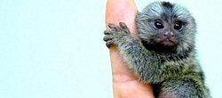 Pigme Marmoset