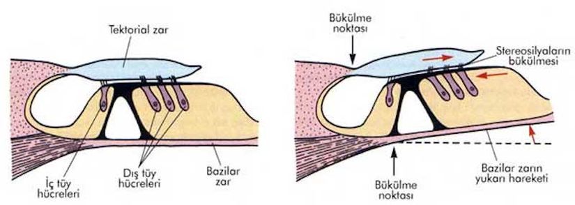 Baziler Membranın Üzerindeki Saç Hücreleri