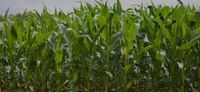 Palmetto Grain Brokerage -