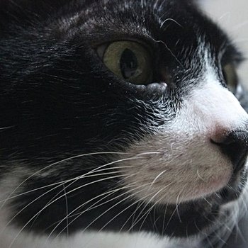 Teşekkürler, Ozan Zaloğlu!