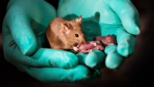 Chinese Researchers Create Mice With Two Biological Fathers