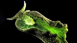 Kleptoplazi: Bir Hayvan, Bitki Genlerini Çalıp, Klorofil Üretip, Fotosentez Yaparak Kendi Besinini Üretebiliyor!