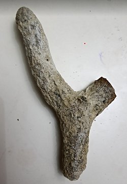 Fosil bulduğumu düşünüyroum. Ne olduğunu nasıl öğrenebilirim?