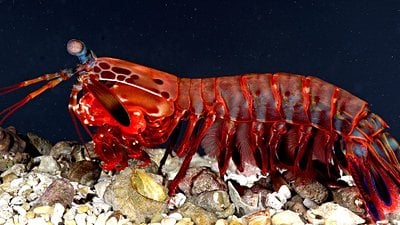Dünyanın En Güçlü Yumruğu: Mantis Karidesi