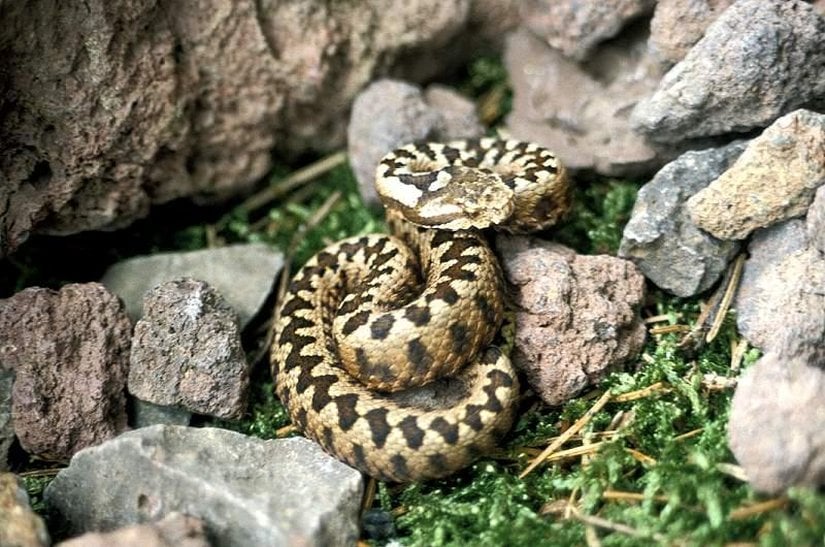 Vipera (Pelias) pontica (Çoruh Engereği)