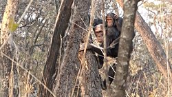 Yeni Bir Araştırmaya Göre, Atalarımız Yerde Yürümek Yerine Ağaçlarda Dik Yürümek Üzere Evrimleşmiş Olabilir