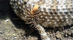 örümcek kuyruklu engereğin kuyruğu nasıl örümcek şeklinde evrildi?