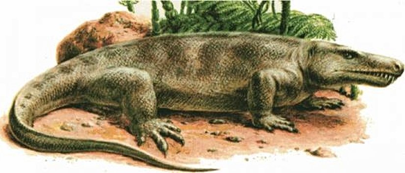 Limnoscelis (Çizim Rekonstrüksiyon)