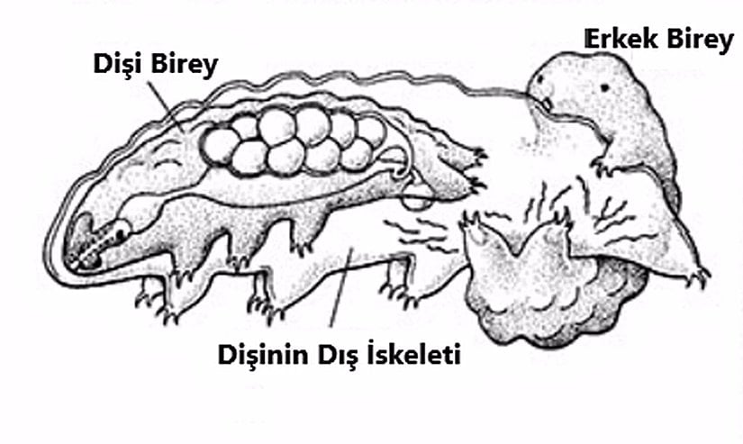 Tardigradların çiftleşme davranışını gösteren bir çizim.