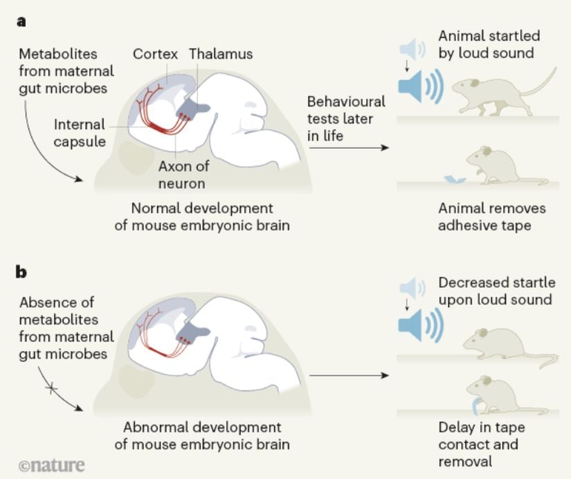Figür 1| Anne bağırsağındaki mikroorganizmalar farenin embriyonik dönemdeki beyin gelişimini etkiler. Fare embriyoları, rahimde gelişirken annelerinin bağırsak mikrobiyotasından metabolik ürünleri alır. Vuong ve arkadaşlarına göre bu metabolik ürünler talamus ve korteks arasında bağlantıyı sağlayan aksonların oluşumunda rol alıyor. Bu bağlantı duyuların işlenmesi sırasında kullanılıyor. a, Normal gelişim sürecinde bu aksonlar internal kapsül denen bölgede kalın bir yığın oluşturur. Fareler büyüyüp genç erişkinler olduğunda üzerlerinde davranışsal testler yapılmıştır. Testlerde ani gürültü artışı, pençelerine hızlıca değdirilip çekilen yapışkan bant gibi uyaranlar karşısında irkilip hareket ederek normal yanıt vermişlerdir. b, Gebe fareden sahip olması gereken mikrobiyota uzaklaştırılır ve fetüs anne mikrobiyotasındaki metabolik ürünlerden mahrum kalırsa talamus-korteks bağlantısını sağlayan nöronların aksonlarında normalden ince olmaları gibi bozulmalar görülür. Bu fareler test edildiğinde davranışlarında anormallikler gözlenmiştir.