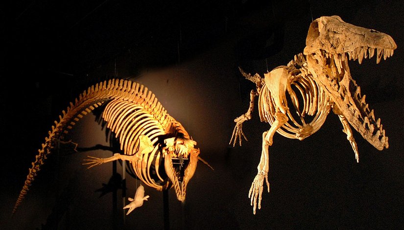 "Yürüyen Balina" Ambulocetus fosili