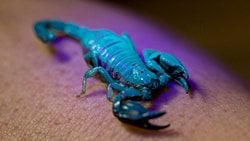 Floresans Nedir? Biyofloresan Canlılar Nasıl Parlıyor?