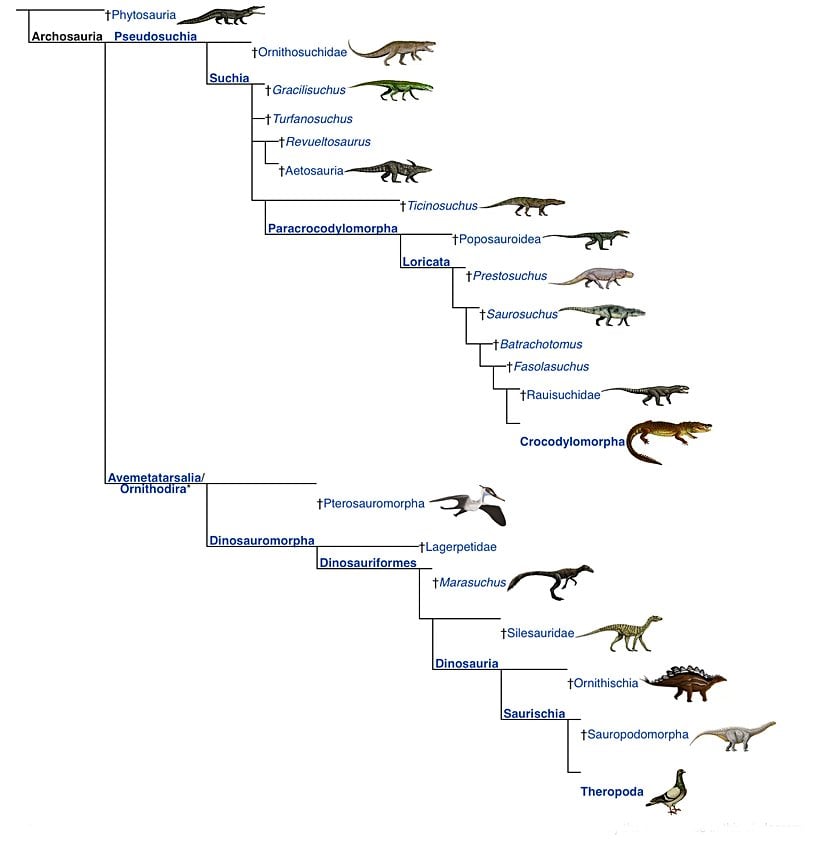 Archosaur (Arkozor) kladının filogenetik ağacı.