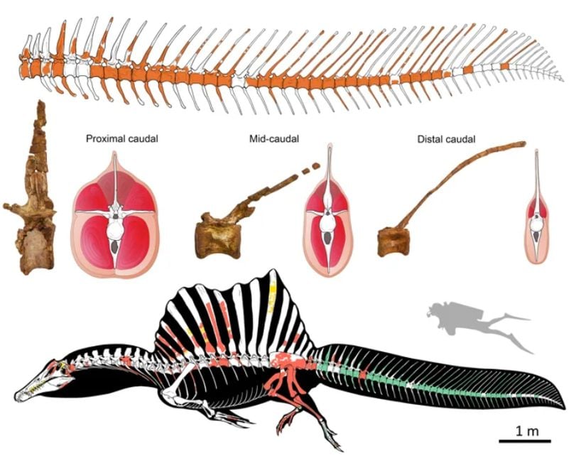 Nisan 2020 itibari ile bilinen ilk sucul dinozor olan Spinosaurus'un yeni morfolojisi.