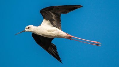 Uzunbacak (Himantopus himantopus)