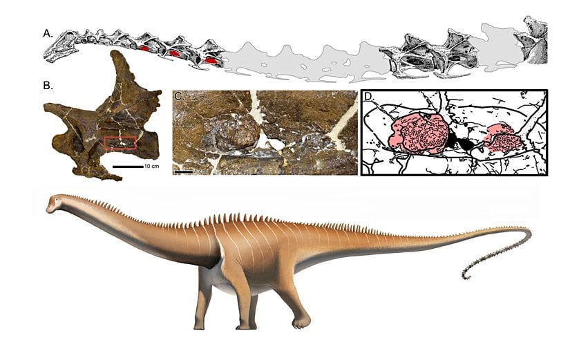 MOR 7029 örneğindeki patolojik alanlar (kırmızı).
