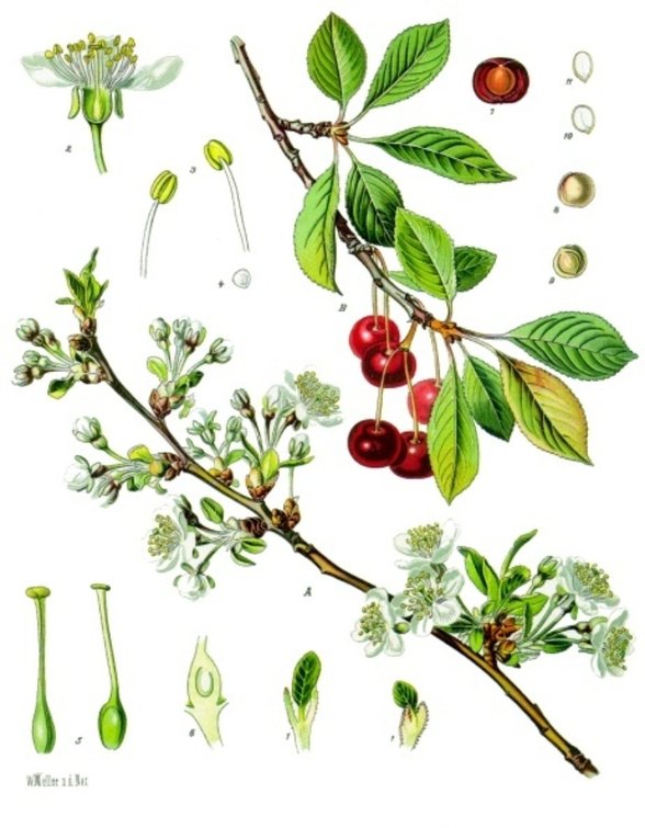 Prunus cerasus çizimleri (1897)