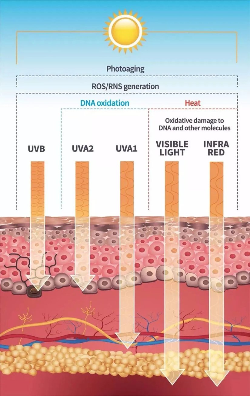 UVB, UVA2, UVA1, görünür ışık ve kızılötesi ışınları derinin ne kadar altına ulaşabildiğini ve ne tür hasarlar verebildiğini gösteren bir grafik.