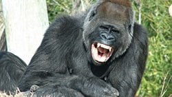 Mizahın ve Kahkahanın Evrimi: Maymun Homurdanmaları, Esprilere ve Kahkahalara Nasıl Dönüştü?