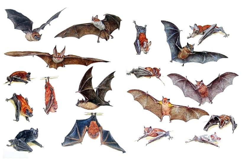 Bazı yarasa türleri.