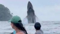 Stunning moment whale and calf jump out of water next to awed kayakers
