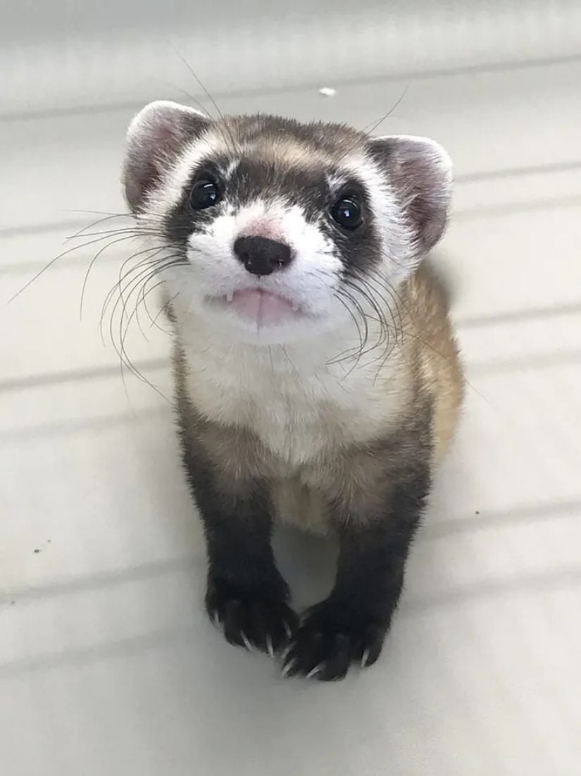 Başarılı bir klonlama örneği olan Elizabeth Ann isimli karaayaklı gelincik (Mustela nigripes).