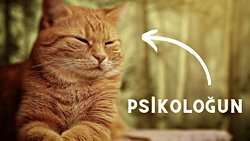 Kediler = Antidepresan