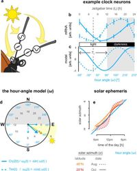 Spatiotemporal computations in the insect celestial compass - Nature Communications