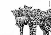 Wildlife Photographer Of The Year: Sneak Peek At 15 Stunning Images