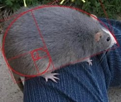 Altın oran doğada yok demiştiniz o zaman bu ne?