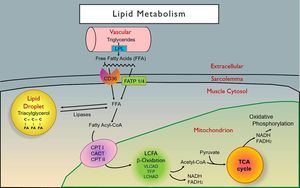 New Insights On Lipid Droplet-Mitochondrial Interactions In T2DM