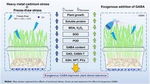 Understanding Cadmium Stress Response In Tartary Buckwheat Roots