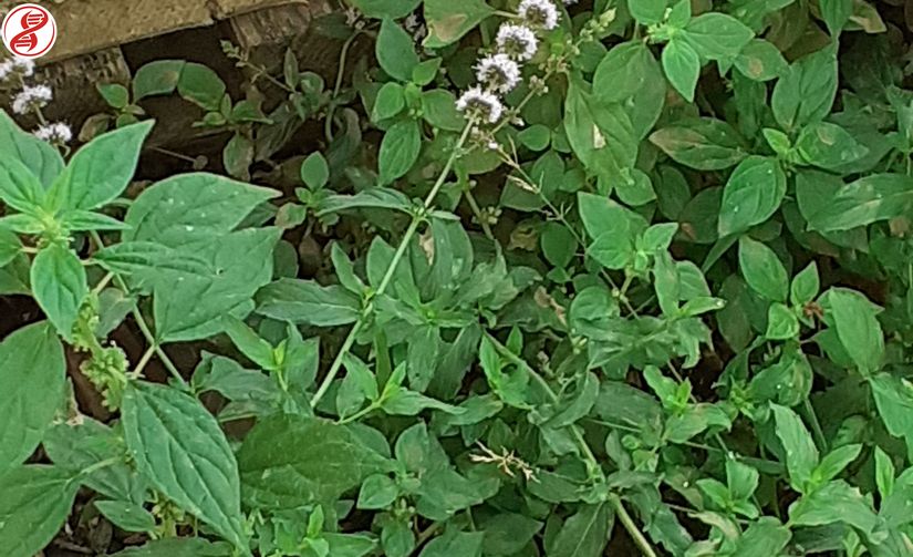 Nane (Mentha) cinsine bağlı Su nanesi (Mentha aquatica) popülasyonu, Bursa.