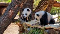 Zoo Berlin: Panda-Babys erleben großes Abenteuer – Süßes Kletter-Video