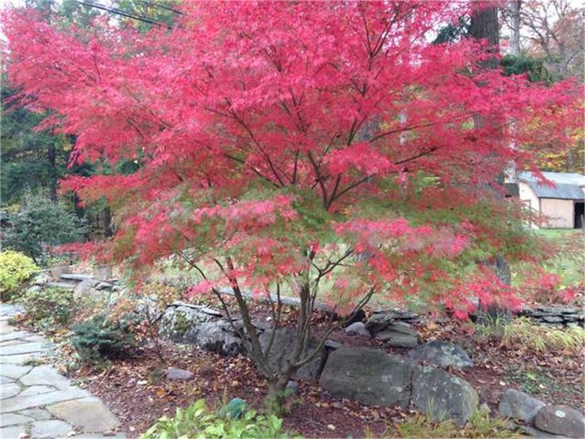 A. palmatum (Japon akçaağacı)