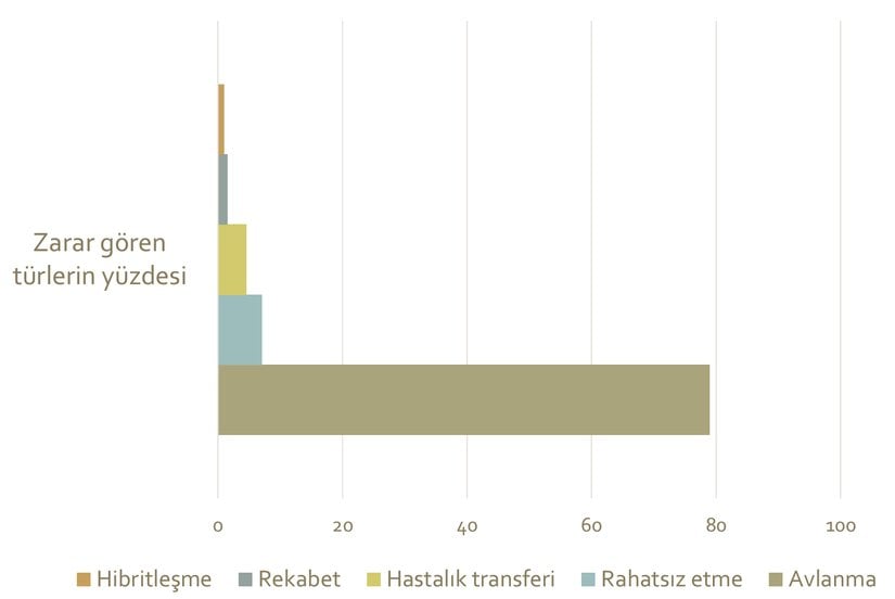 Sahipsizveyabaniköpekleravcısı olduğu vahşi hayvanları öldürebilir, vahşi yaşamı rahatsız edebilir, hastalık yayabilir, diğer avcılarla av için rekabet edebilir ve yakın akraba türlerle çiftleşebilirler.